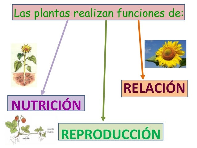 Resultado de imagen de las tres funciones vitales en plantas