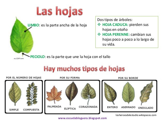 Resultado de imagen de Los arboles y sus hojas