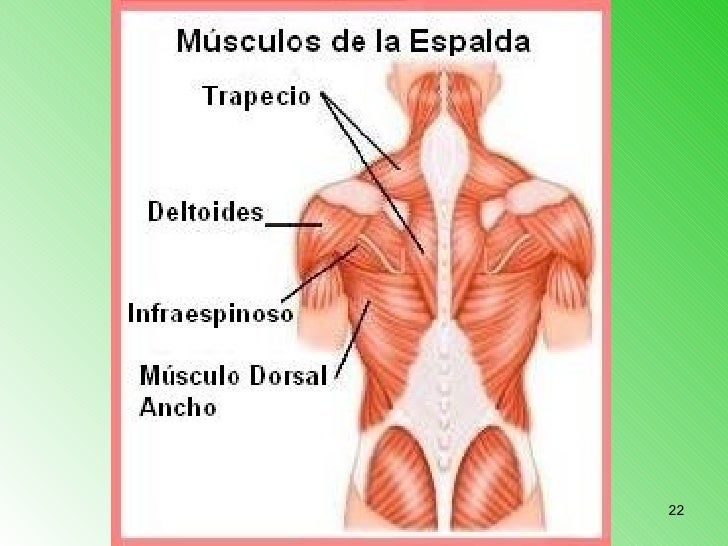El dolor a la izquierda a nivel del ombligo da en la espalda