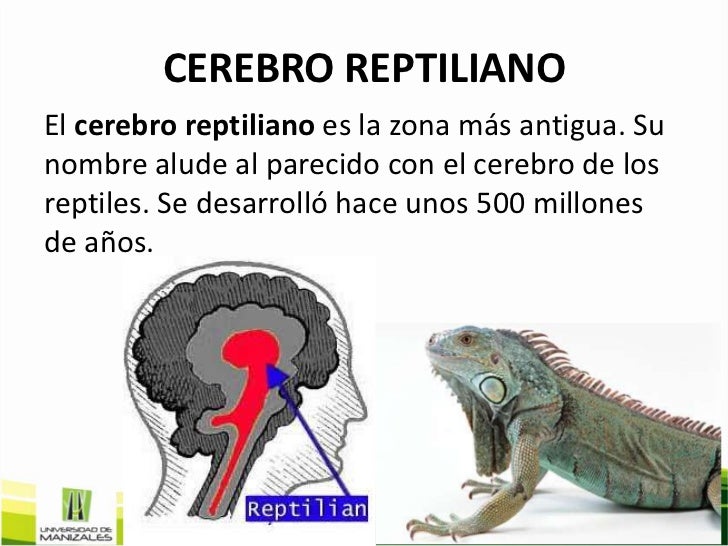Cerebro Reptiloide, Entra y Conocelo - Taringa!