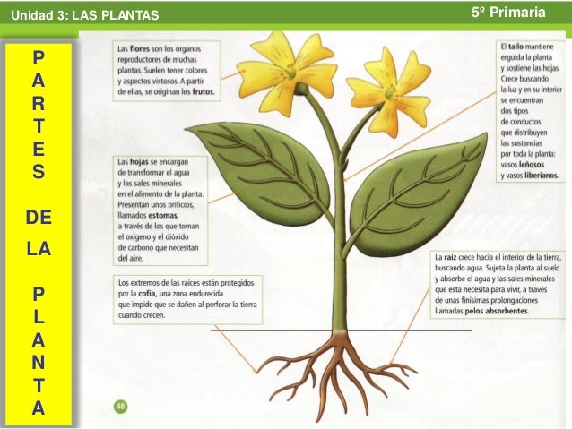 Que necesita una planta para vivir