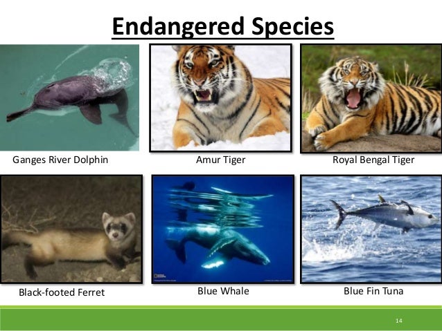 Conservation Of Biodiversity In India Endangered endemic Species Of conservation-of-biodiversity-in-india-endangered-endemic-species-of