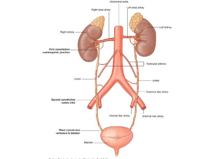 Constrictions of ureter