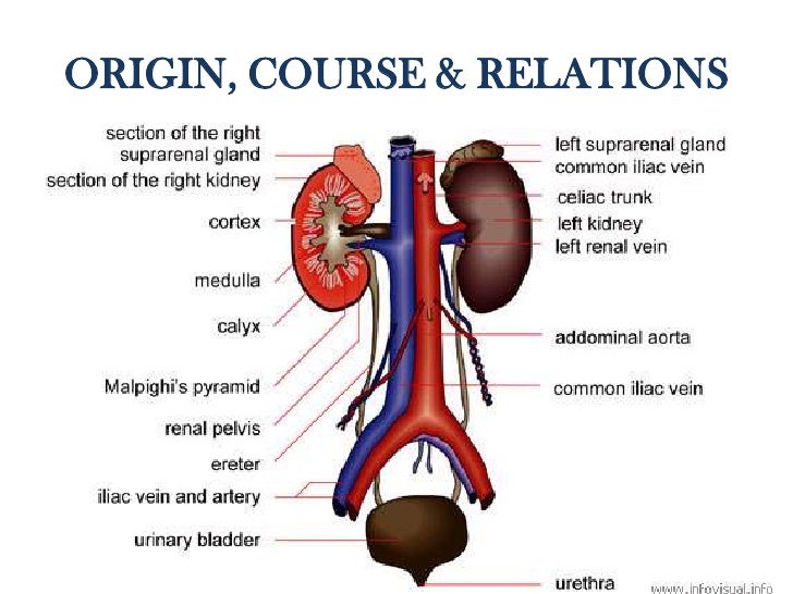 Kidney sickness or infection kidney transplant u.S.