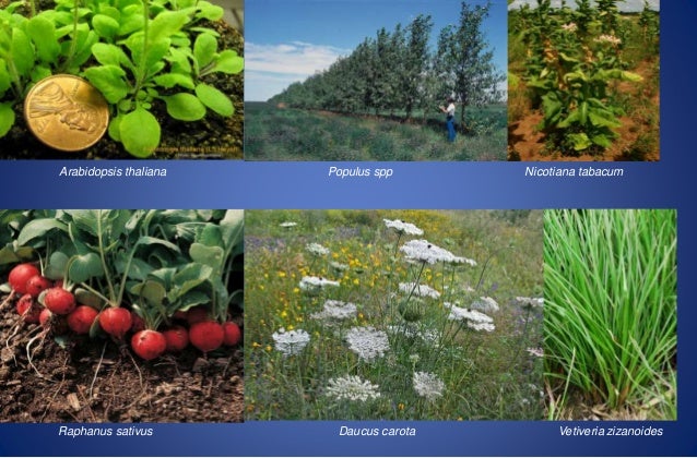 aprovechar las características de este tipo de plantas el objetivo aprovechar las características de este tipo de plantas el objetivo