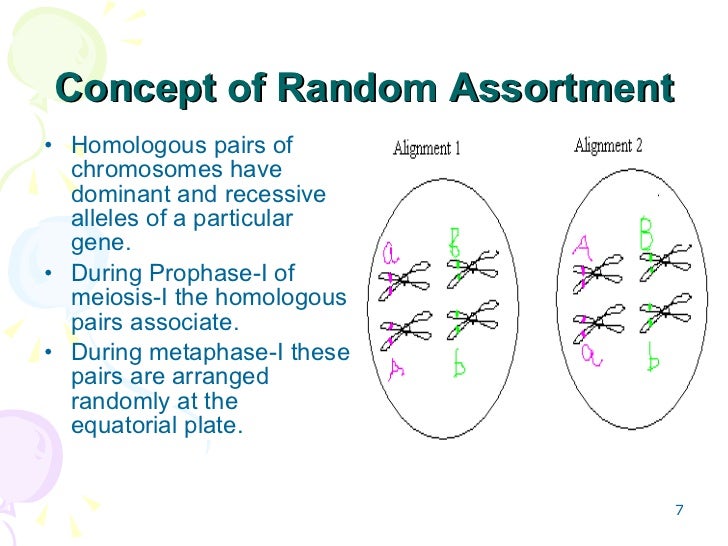 Contribution of crossing over and random assortment to