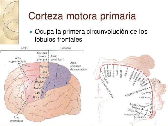 Control de la función motora por la corteza