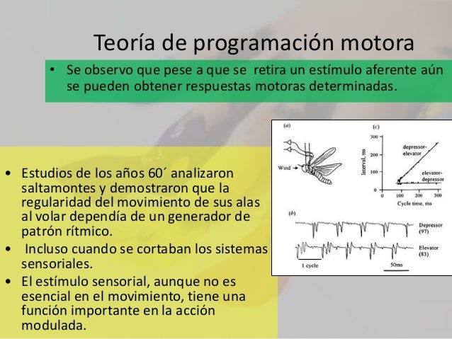 Programación Motora: Teoría y Ejemplos Prácticos_teoria_online Teoria programacion motora_teoria_online