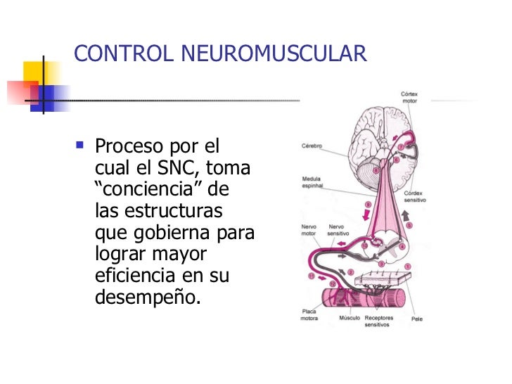 Control neuromuscular y estabilidad articular