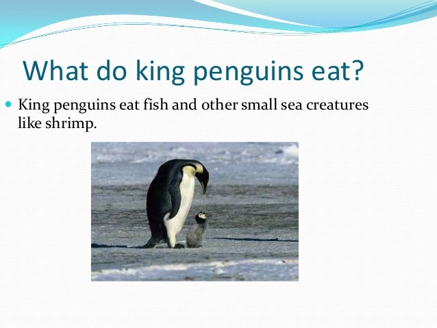 cool king penguins by elsa and quinn cool king penguins by elsa and quinn