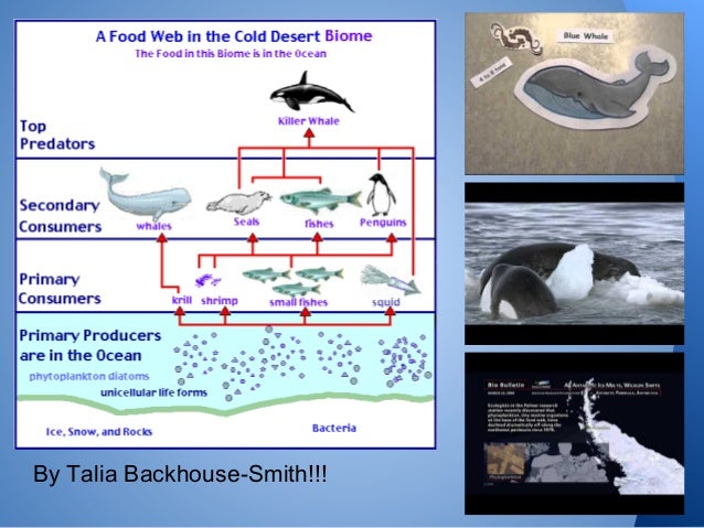 Talia's antarctic food chain