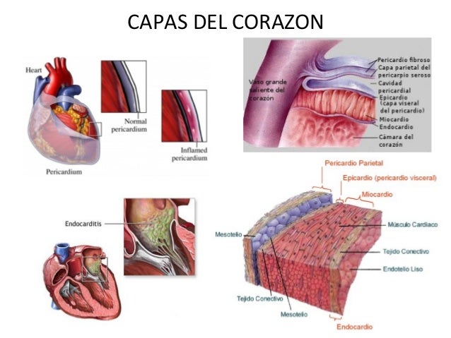 Anatomia del corazón
