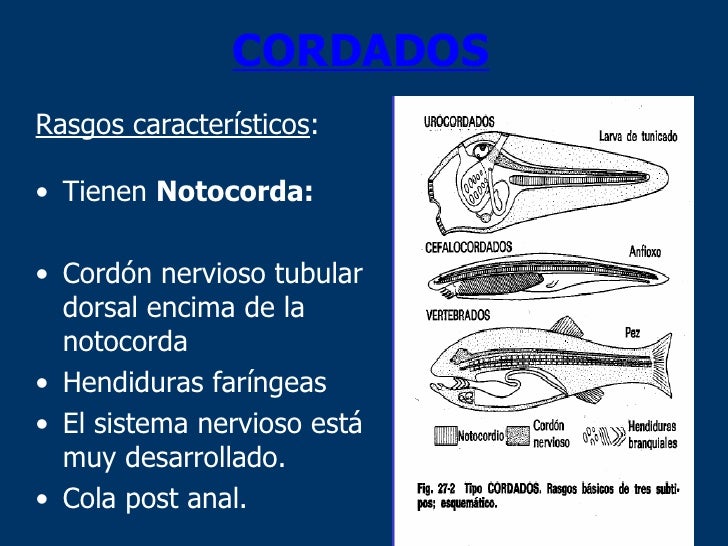 O Filo Dos Cordados Compreende 4 Subfilos