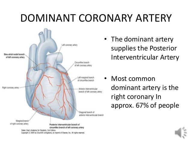 what is the difference between right dominant and left dominant coronary circulation
