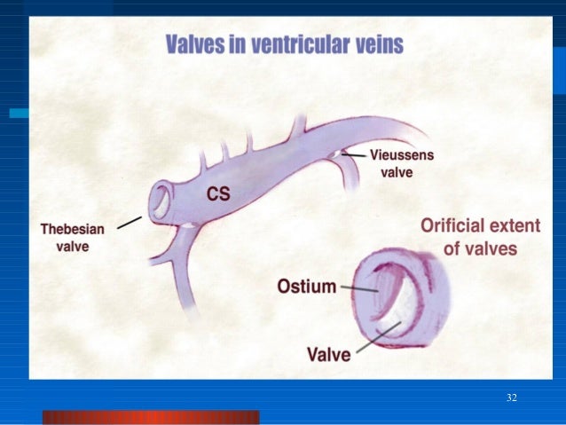 Coronary sinus review