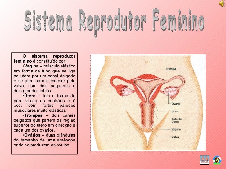 O Conjunto De Transformações Cíclicas Do Organismo Feminino