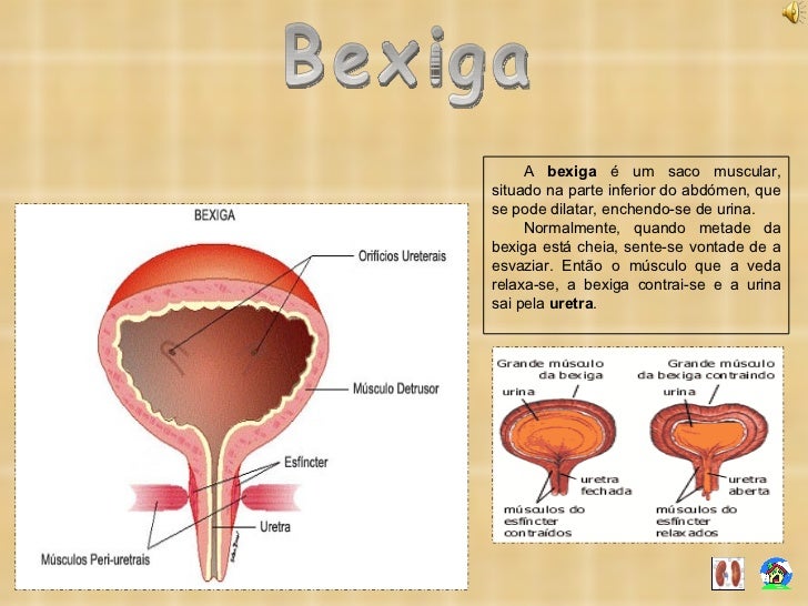 O Que é Conteudo Anecoico Homogeneo Na Bexiga