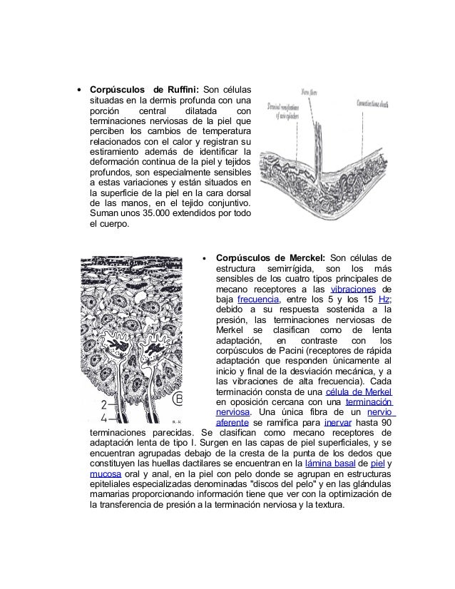 • Corpúsculos de Ruffini: Son células
situadas en la dermis profunda con una
porción central dilatada con
terminaciones ne...