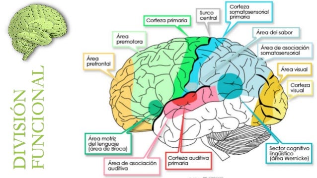 Resultado de imagen de cortezas del cerebro