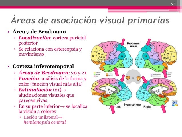 visual form agnosia essay college paper academic service visual form agnosia
