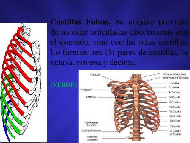 Costillas, esternón y clavicula