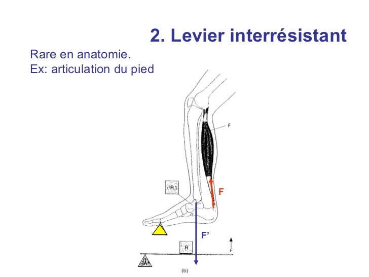 Cours leviers anatomie