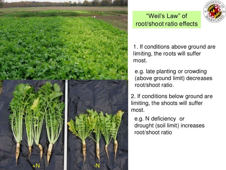 Cover crops & soil compaction