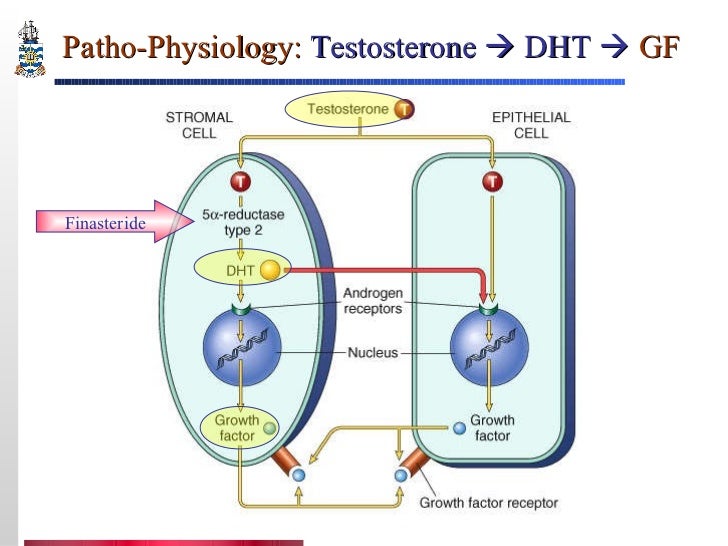 does propecia increase testosterone