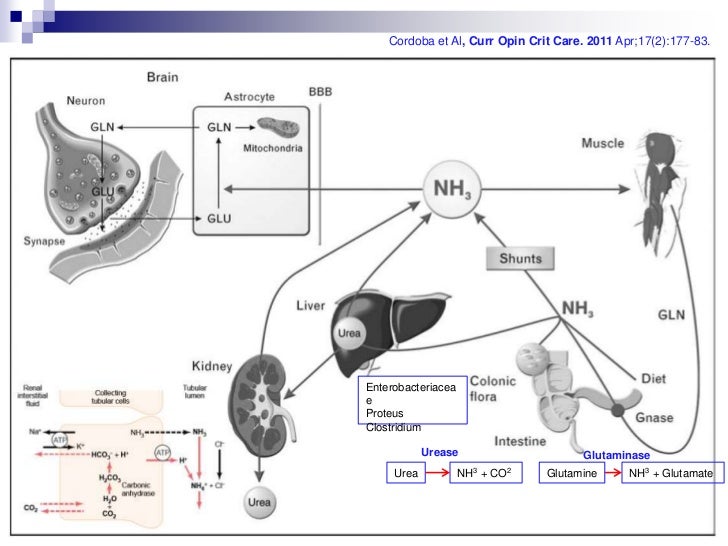 Renal Hemodialysis