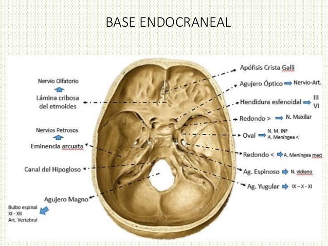 Base Del Cráneo Cara Endocraneal