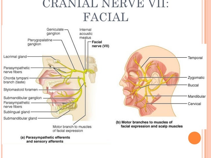 Herpes Viral Infections of the Eye: Treatment - MedicineNet