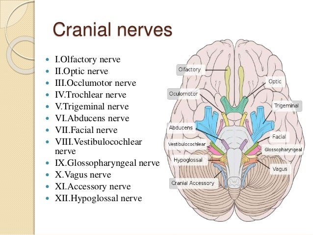 Cranial nerves