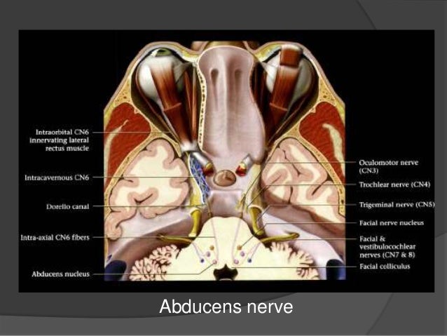 Cranial nerves anatomy & pathology petrous apex diagram 
