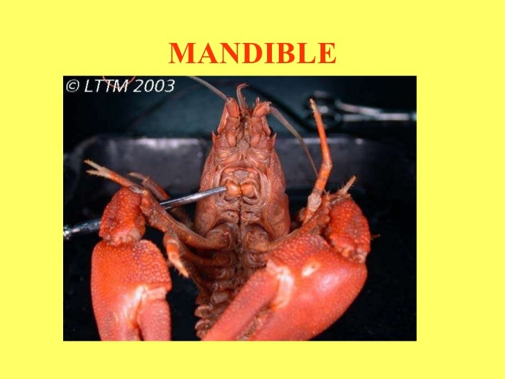 Crayfish dissection