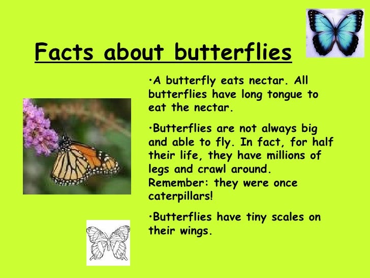 Creepy Crawlies Final Version