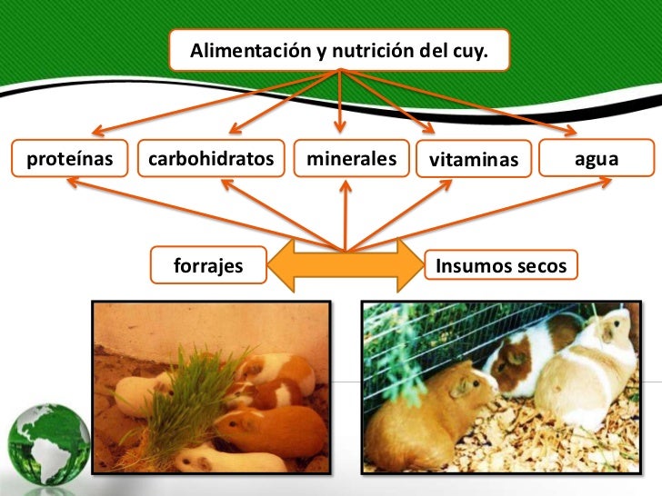 Crianza tecnificada de cuyes
