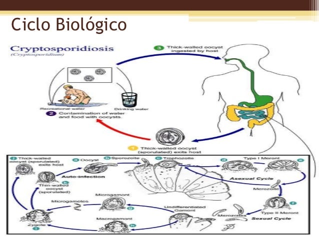 Criptosporidiosis(parasitologia) Criptosporidiosis(parasitologia)