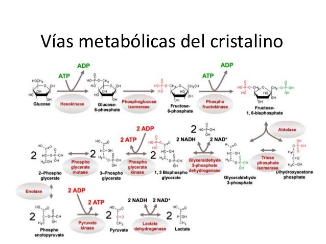 Resultado de imagen para bioquimica del cristalino