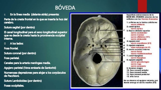 Cráneo en general base y boveda