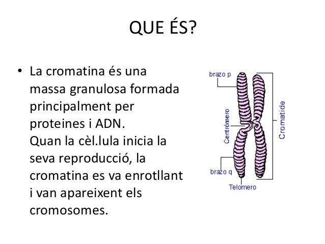 Cromatina