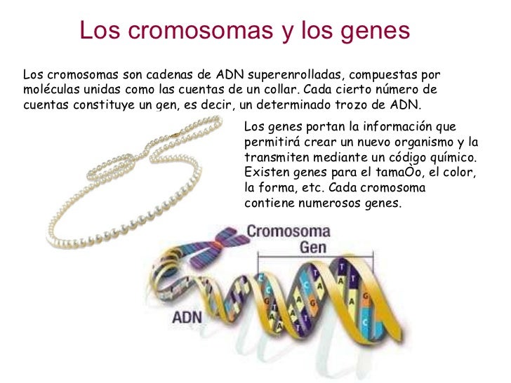 Cromosomas y genes