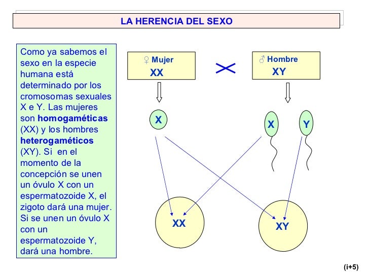 Cromosomas y genes