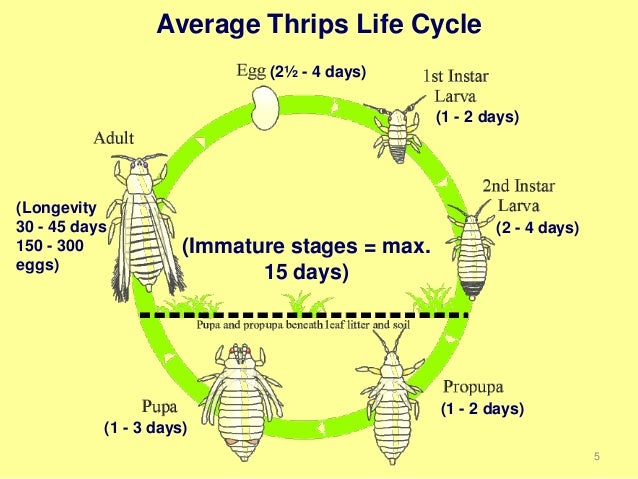 crop-protection-assessment-of-thrips-spe