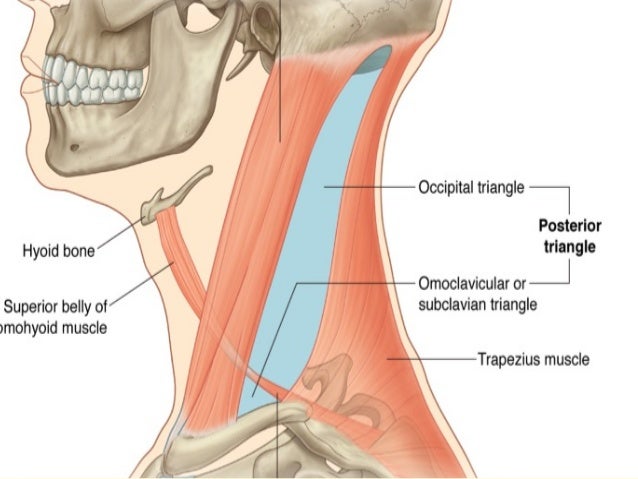 Cross sectional anatomy of the neck