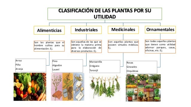 DE LAS PLANTAS POR SUUTILIDADAlimenticiasSon las plantas DE LAS PLANTAS POR SUUTILIDADAlimenticiasSon las plantas