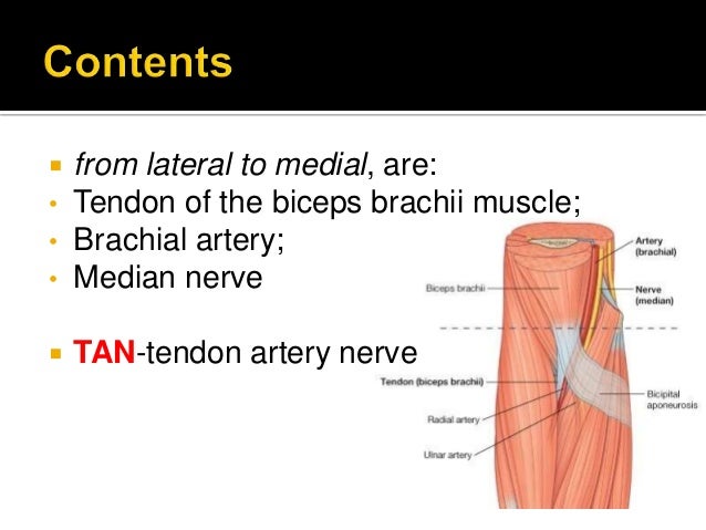 Anatomy of Cubital fossa