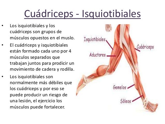ISQUIOTIBIALES isquiotibiales: