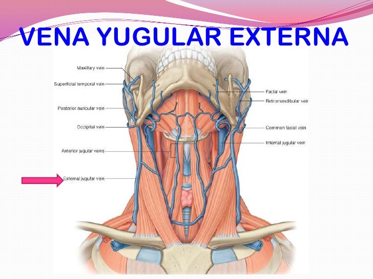 Resultado de imagen para vena yugular externa