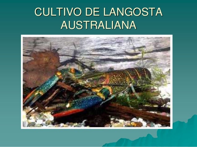 COMERCIALIZACION DE LA LANGOSTA comercializacion de la langosta: