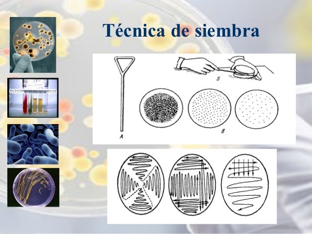 Curso microbiología